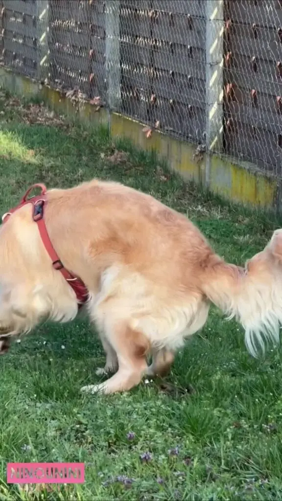 DOMINANCE WITH 3 SHITS (HORSE + DOG + MINE)